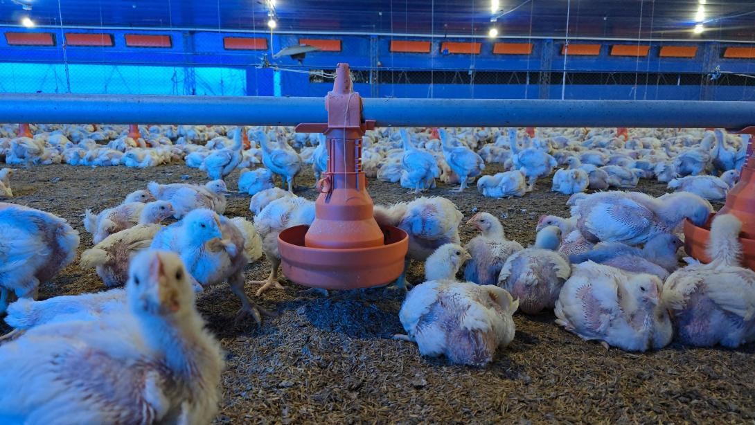 Avicultores reportan pérdidas semanales de Bs 12 millones por falta de diésel en Bolivia
