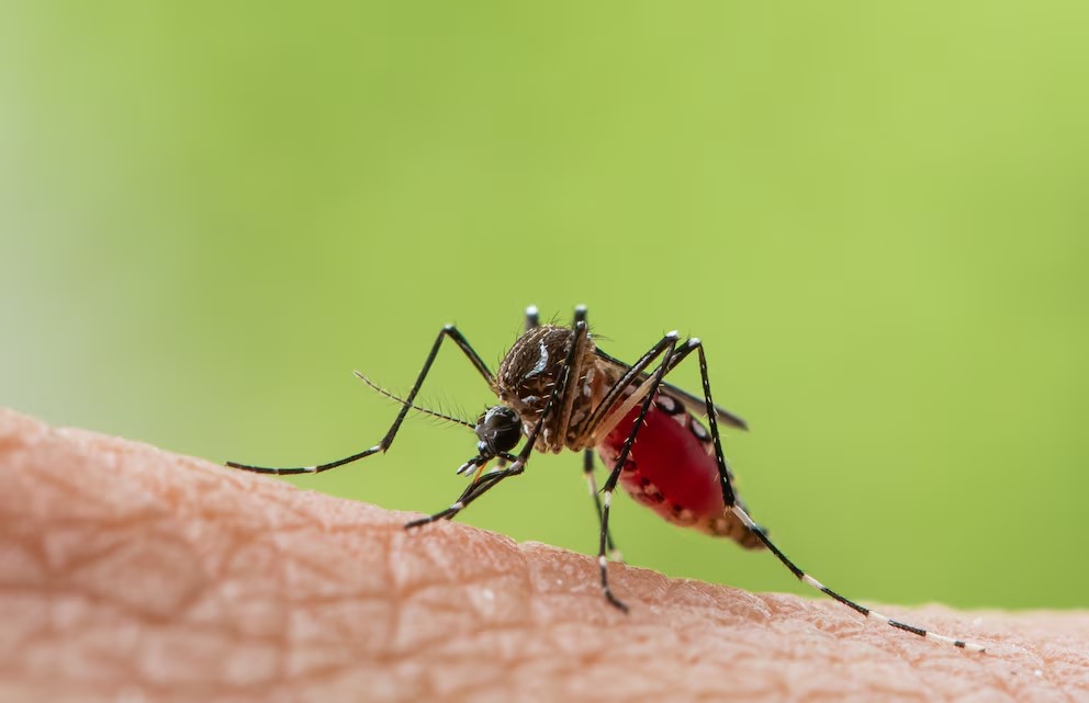 De mosquitos modificados a vacuna propia, las estrategias de Brasil para combatir el dengue